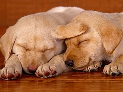 Sleeping on the Job, Lab Puppies